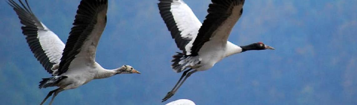 crane