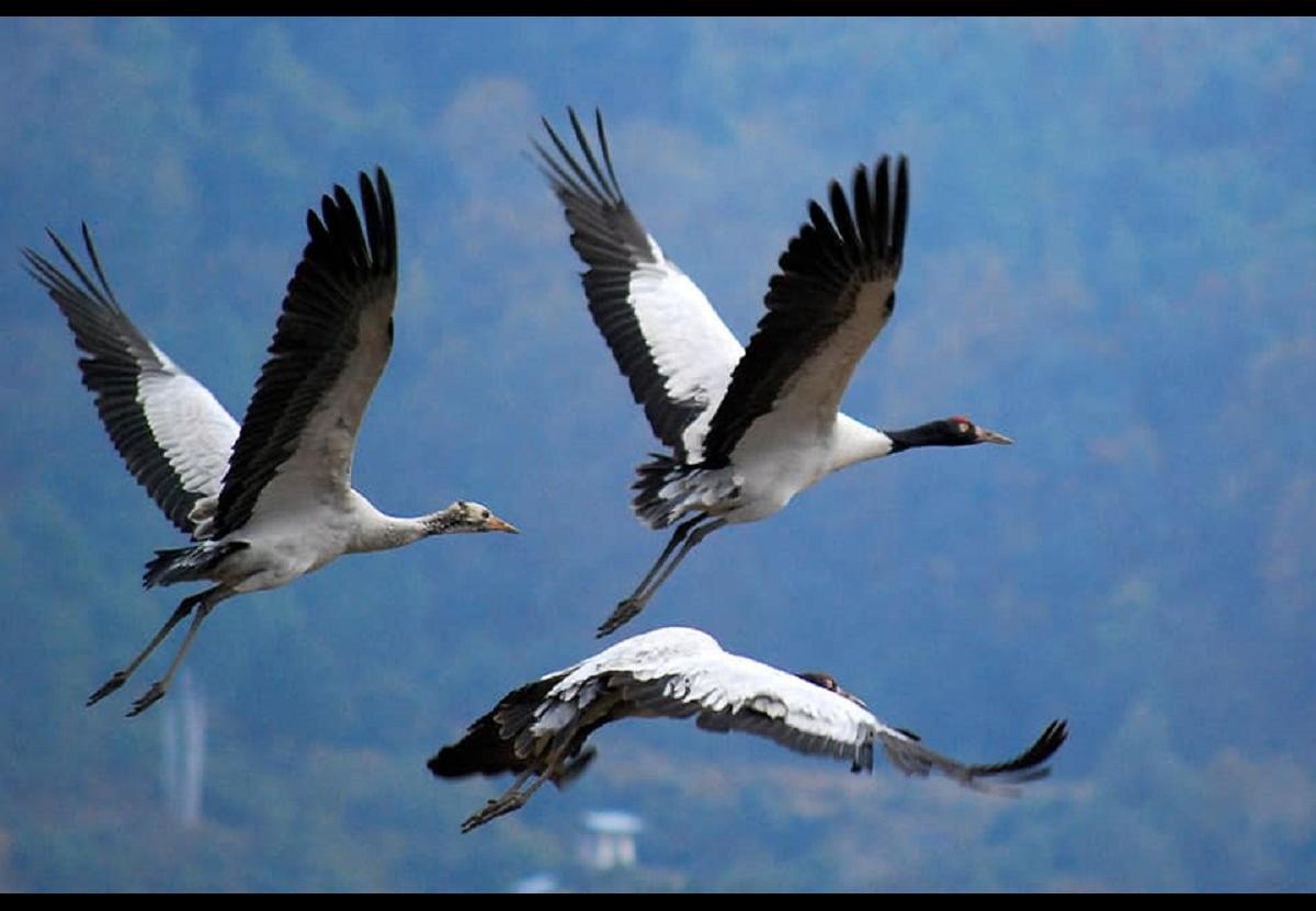 crane